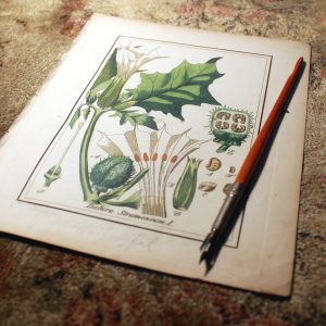 Jimson Weed antique illustration