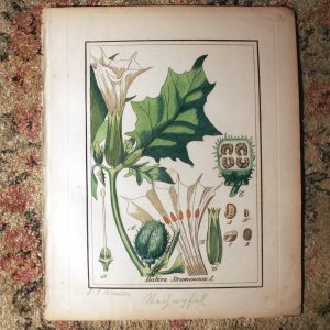 Jimson Weed antique illustration