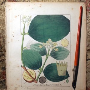 Strychnine Tree antique illustration