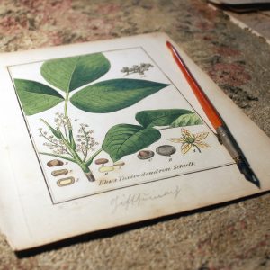 Poison Ivy antique illustration