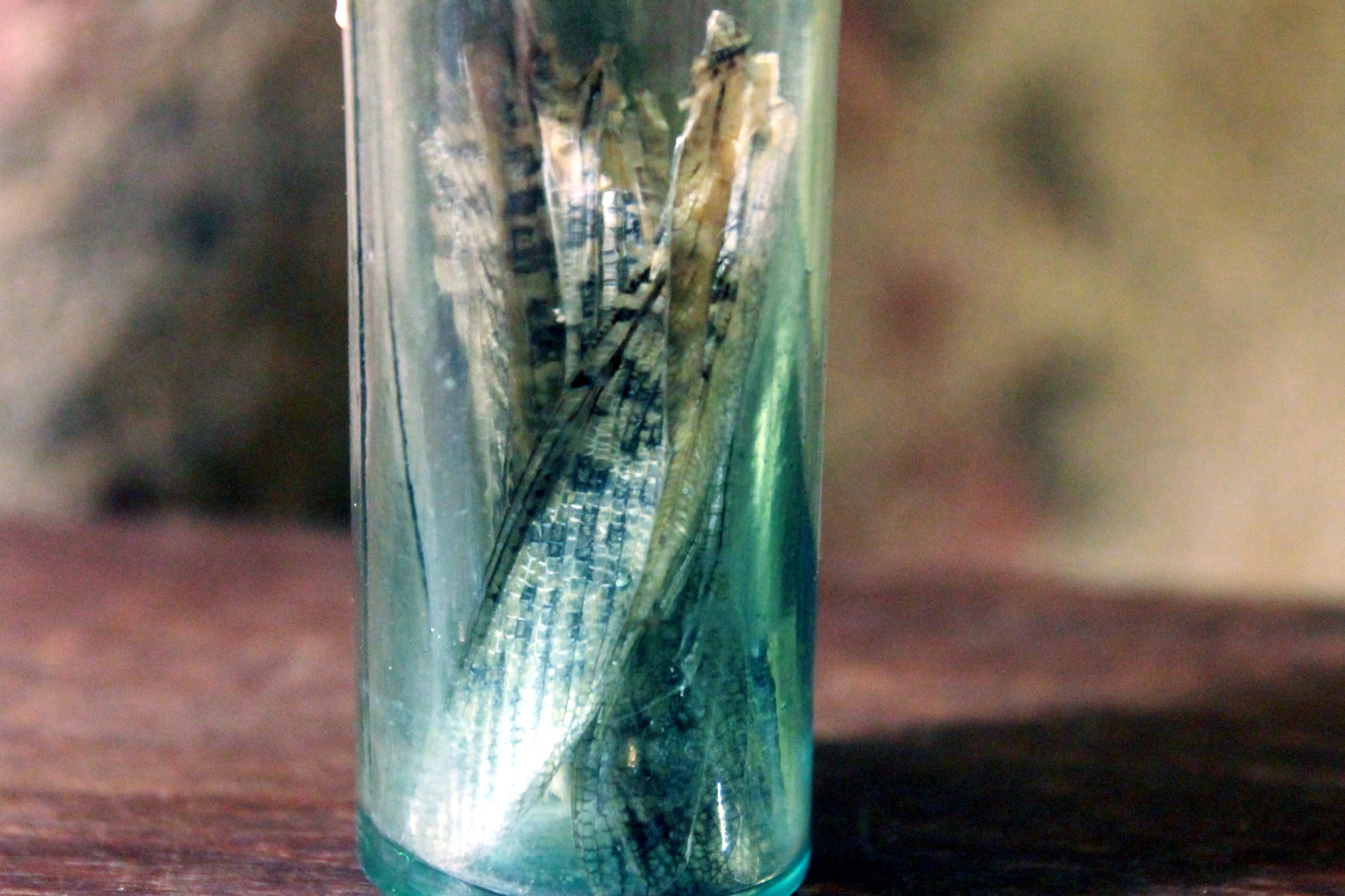 Locust wings