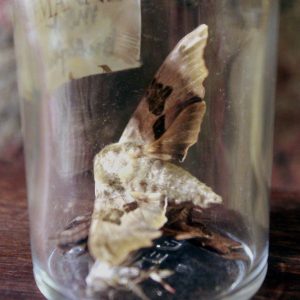 Moths in a vintage vial