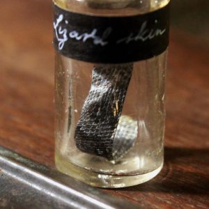 Lizard skin in a vintage vial