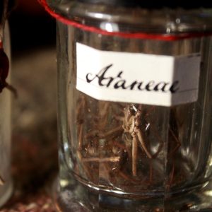 Spiders in a vintage vial