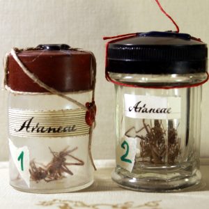 Spiders in a vintage vial