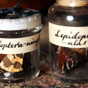 Butterfly wings in a vintage vial