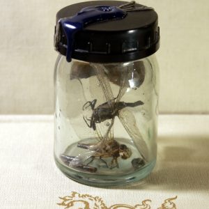 Dragonflies in a vintage vial
