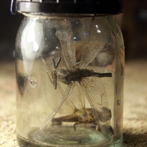 Dragonflies in a vintage vial