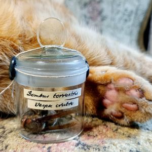 A hornet and a bumblebee killed each other in a fight