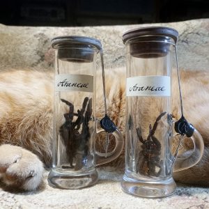 Spiders tarantulas in a glass vials