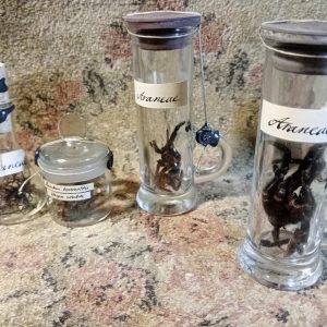 Spiders tarantulas in a glass vials