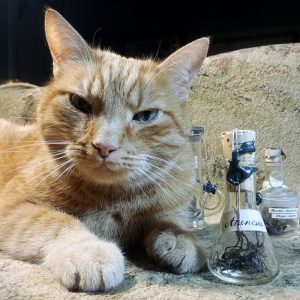 Spiders in a glass vial